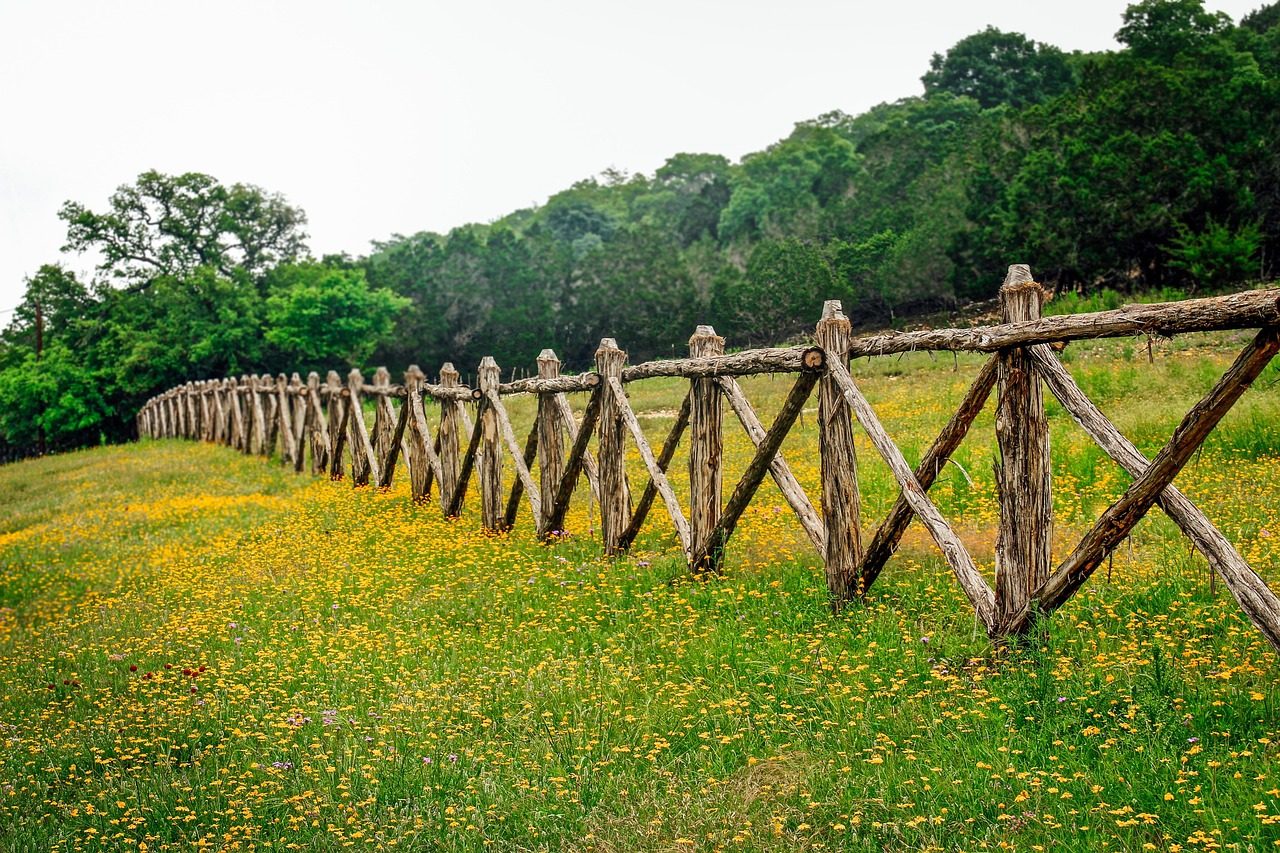 Wildflowers along a Hill Country fence line west of Austin