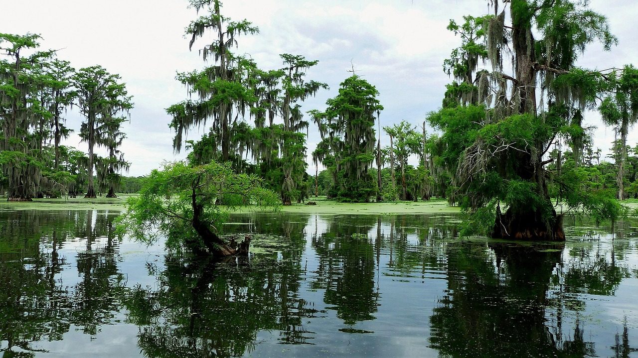 Cypress trees on a Texas lake