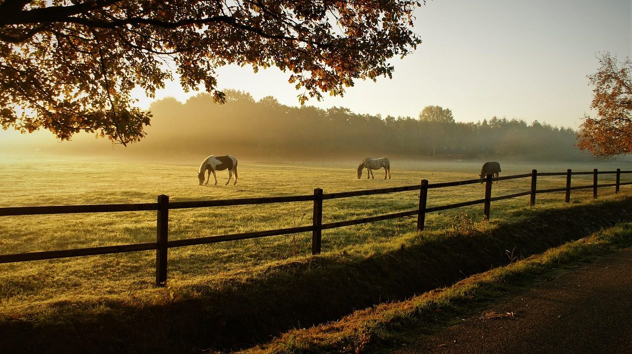 Horses at sunrise on a Waller County ranch