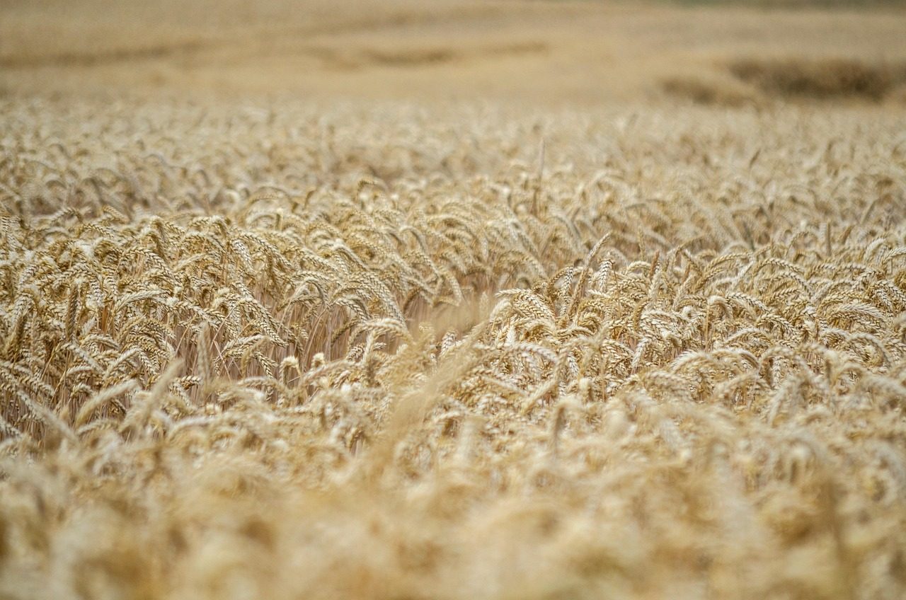 Wheat field at harvest in Northern Colorado