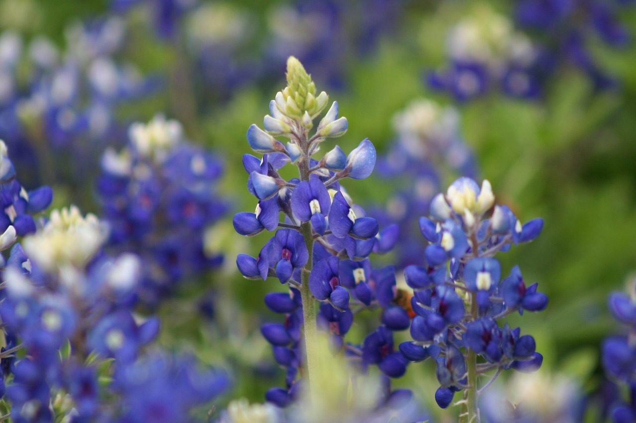 Bluebonnets in a Texas field