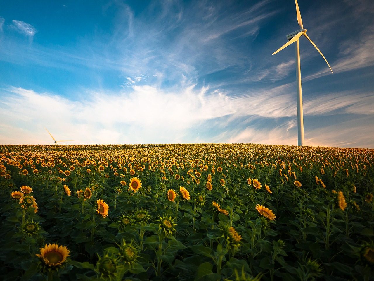 Sunflower field below the Front Range