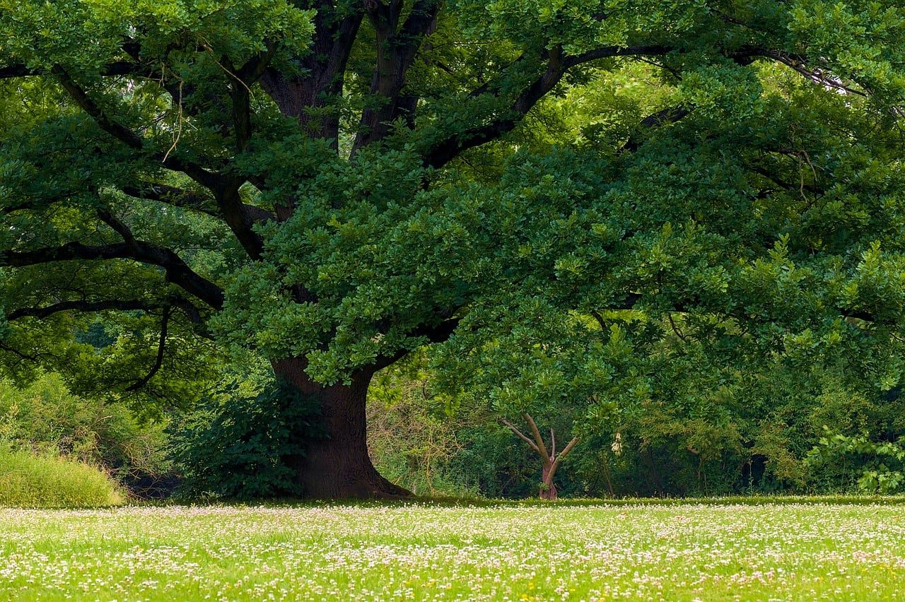 Live oak in a southeast Texas park