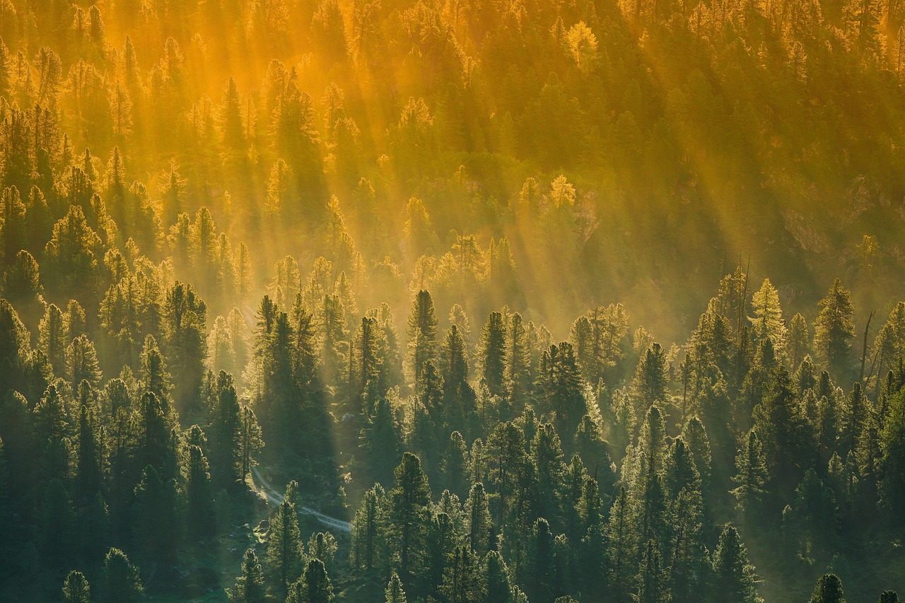 Pine trees at sunset in East Texas