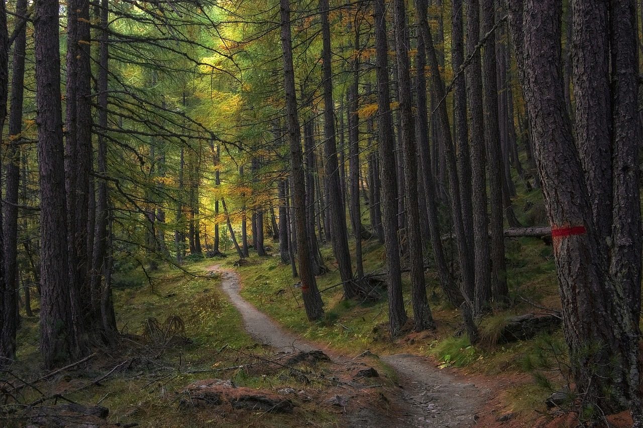 Pine forest trail in The Woodlands area